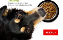 PustaMiska.pl - Akcja charytatywna dla zwierząt