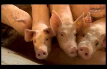Świnie - "humanitarne" traktowanie zwierząt na polskiej fermie....