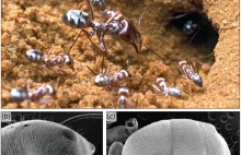 Mrówka z całkowitym wewnętrznym odbiciem