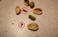 Żywe robaki w pistacjach na wagę z Biedronki