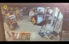 Trzy dziki renifer w supermarkecie