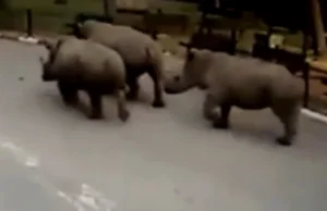 Trzy nosorożce uciekły z zoo