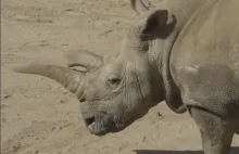 Pozostały już tylko trzy nosorożce białe na ziemi