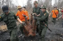 Indonezja trawiona przez ogień. Na Borneo powietrze ma kolor żółty...