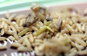 Zakupy w Kauflandzie: robaki i larwy w ryżu firmy Kupiec