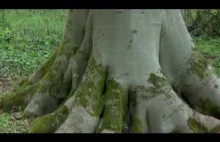 'Giant' Beech Tree - Woodland, UK