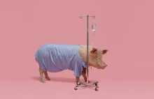 Narządy GMO świń zostaną przeszczepione ludziom w najbliższych latach.