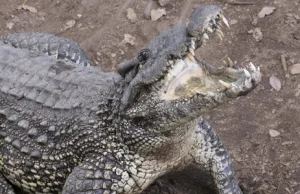 W rejonie Rzymu trwają poszukiwania krokodyla