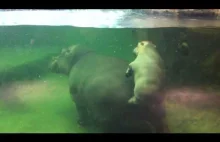 Małe hipopotamy biegające pod wodą