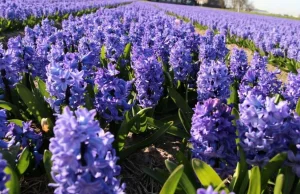 Park Śląski będzie w tym roku kolorowy!