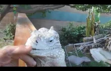 Udomowiona iguana