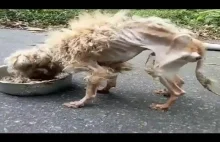 Niesamowita przemiana głodującego psa