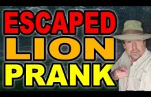 Escaped Lion Prank