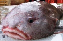 Najsmutniejsze zwierzę świata - blobfish