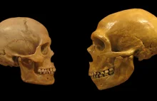 Palisz papierosy? Całkiem możliwe, że twój prapradziadek był neandertalczykiem.