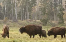 Puszcza Białowieska chroni prawie 600 żubrów