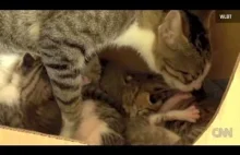 Wiewiórka adoptowana przez kotkę nauczyła się mruczeć jak kot