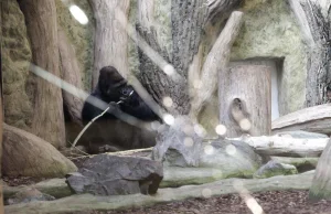 Opole: Goryl z opolskiego zoo rozbił szybę oddzielającą go od zwiedzających