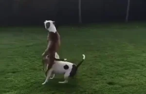 1 balon + dwa psy