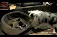 Psy próbujące odzyskać swoje miejsce do spania