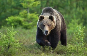 W Bieszczadach grasuje ranny niedźwiedź. Zaatakował człowieka