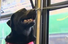 Pies który samotnie jedzie autobusem by dostać się do swojego ulubionego parku