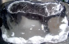 Pies zamrożony w bryle lodu i podrzucony na trawnik przed domem