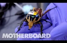 The Cyborg Beetles Designed to Save Human Lives