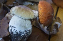 Ponad 130 kilogramów grzybów, głównie borowików, skonfiskowała włoska straż.