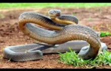 Dziesięć najbardziej jadowitych węży na świecie.