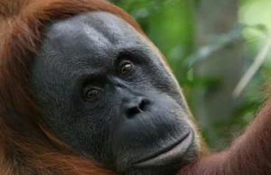 Orangutan - leśny człowiek.