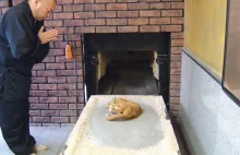 Jak jeden mnich pożegnał swojego kota po śmierci.