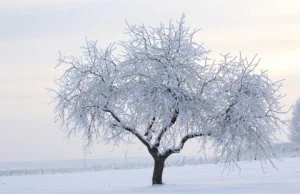 Wśród śnieżnej ciszy - śnieg okiem fizyków