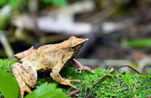 Żaba Darwina przystosowała się do składania jaj w ekstremalnych warunkach.