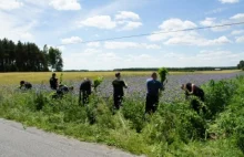 Zlikwidowana plantacja konopi, ponad 31 tysięcy krzaków rosnących na polu.