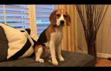 Szczeniak Beagle wtranżala arbuza (｡◕‿‿◕｡)