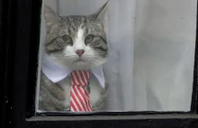 Assange aresztowany, ale padają pytania o to, co dzieje się z kotem