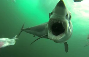 Atak rekina w kamerze