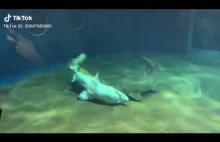 Rekin ratuje kolegę przed śmiercią, przewracając go