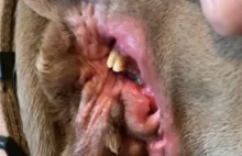 Pies urodził się z drugą paszczą w trzecim uchu (wideo)