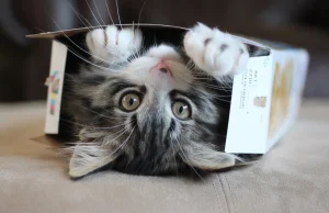 Dlaczego koty lubią przebywać w kartonach?