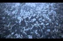 Miliony zamarzniętych ryb - woj. łódzkie, zb. Jeziorsko