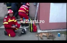 Rumuński strażak reanimuje psa