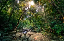 Ekolodzy martwią się spadkiem powierzchni lasów tropikalnych dorzecza Kongo