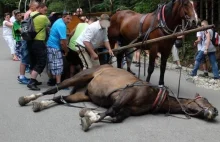 : Koń upadł na drodze do Morskiego Oka