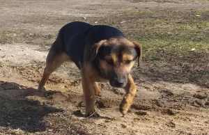 Szukamy domu dla psiaka, okolice Kępna