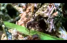 Inteligencja mrówek