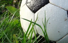Piłka nożna w służbie środowisku. UEFA zasadzi 600 tysięcy drzew