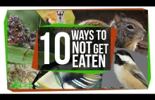 10 sposobów na to by nie zostać zjedzonym [ENG]