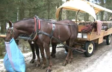 Doświadczeni szefowie stadnin koni odwołani. Nowi nigdy nie siedzieli w...